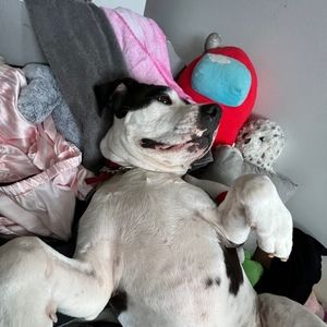 Meet your Posher, Bella